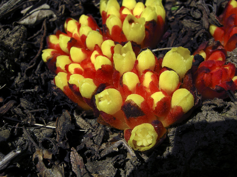 Ipocisto comune - Cytinus hypocistis nel Chianti